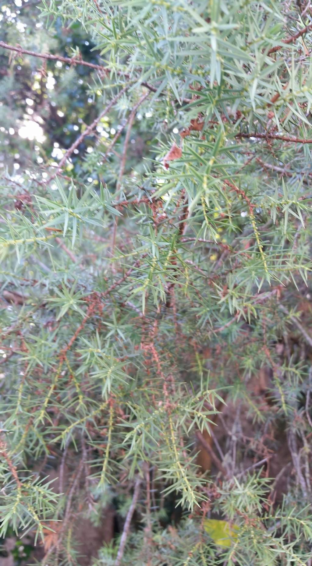 Juniperus cfr. deltoides